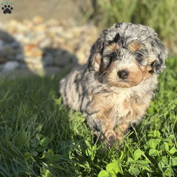 Moana, Mini Bernedoodle Puppy